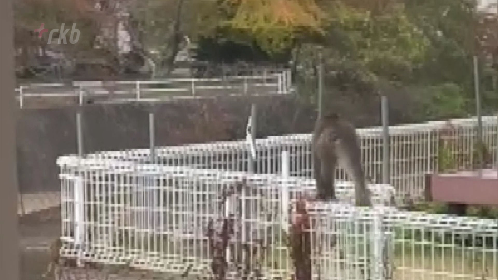 映像あり】「思ったより大きく怖い」「警察に電話しよう」子供が狙われる“襲撃事件”相次ぐ中、ベランダを訪れたサルを撮影 - RKBオンライン